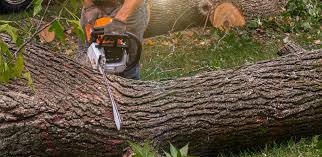 Best Tree Health Inspection  in Tinton Falls, NJ