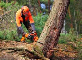 Best Emergency Tree Removal  in Tinton Falls, NJ