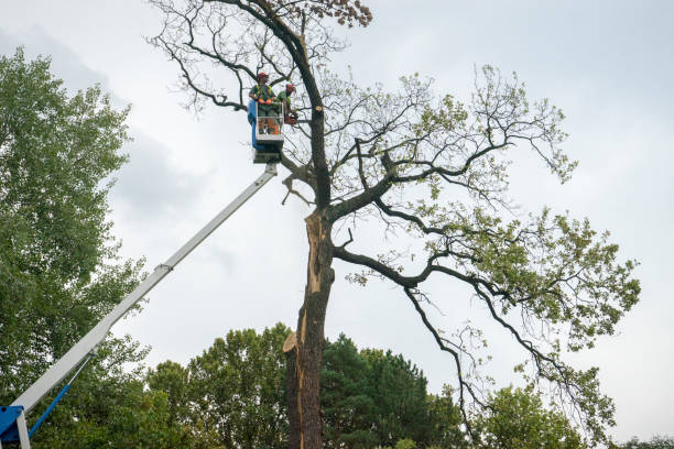 Best Tree Cabling and Bracing  in Tinton Falls, NJ