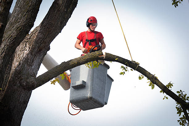 Why Choose Our Tree Removal Services in Tinton Falls, NJ?