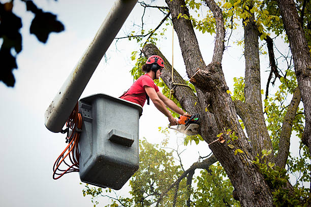 Tinton Falls, NJ  Tree Services Company