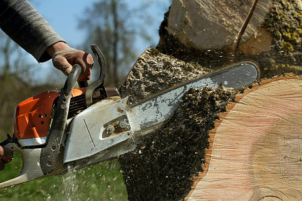 Best Storm Damage Tree Cleanup  in Tinton Falls, NJ